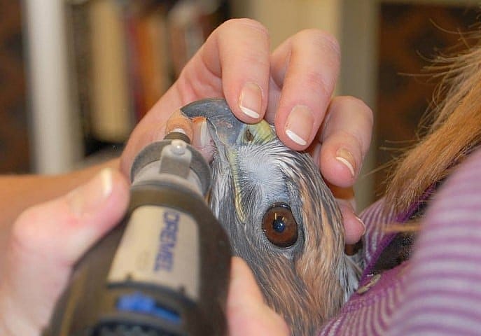A Dremel tool is used to trim the beak on Isham, the red-tailed hawk.