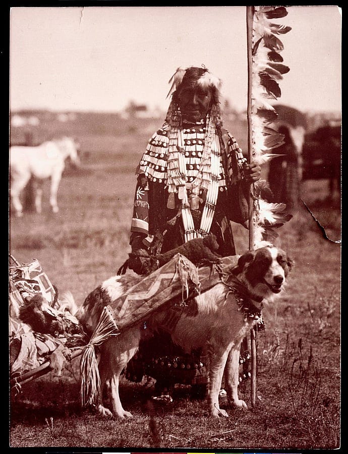 Dog attached to a travois loaded with personal belongings. MS 35 Native American Indian Photograph Collection, McCracken Research Library. P.35.191