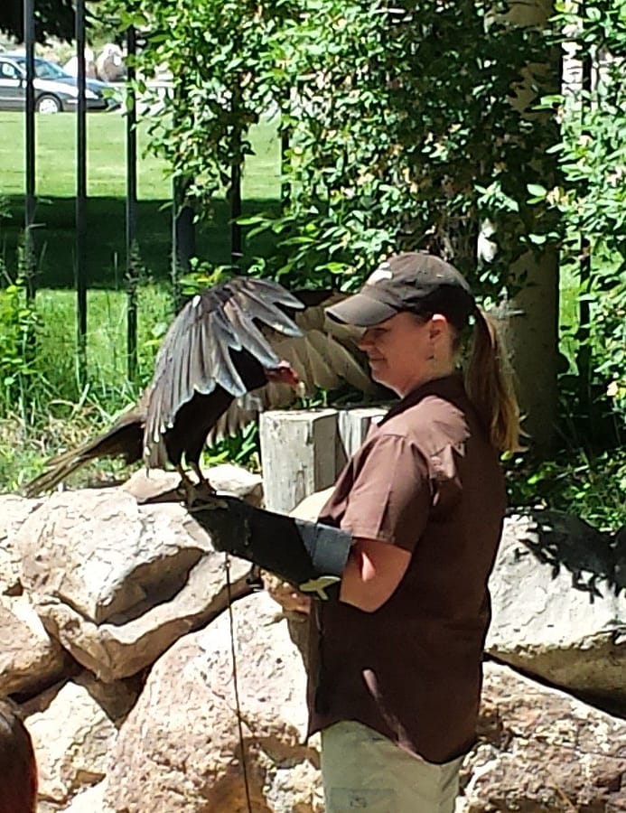 Suli the turkey vulture in action during the Draper Museum Raptor Experience