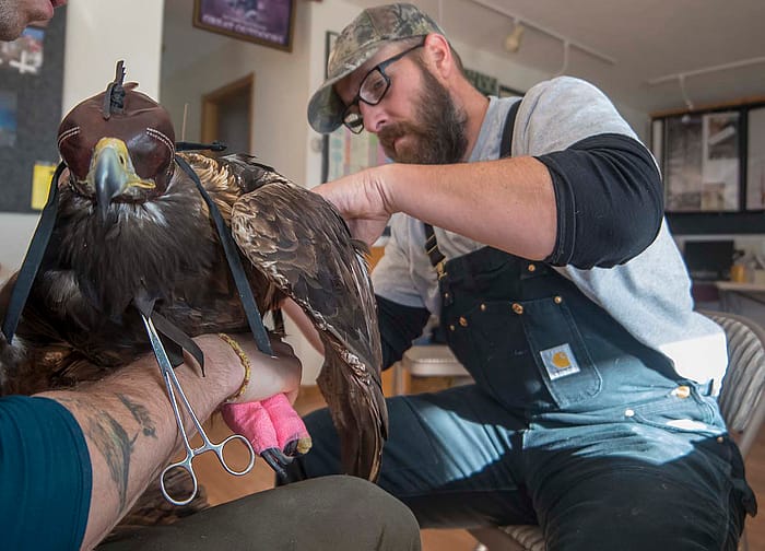David Haines applying GPS satellite transmitter to a territorial adult golden eagle to better understand habitat use and survival rates.