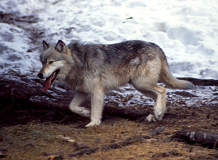 The gray wolf has been the major non-human bison predator in North America since the end of the Ice Age. NPS photo by Jim Peaco, 1995.