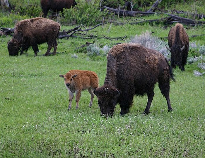 Yellowstone Park bison and calf, spring 2005. C.R. Preston photo.