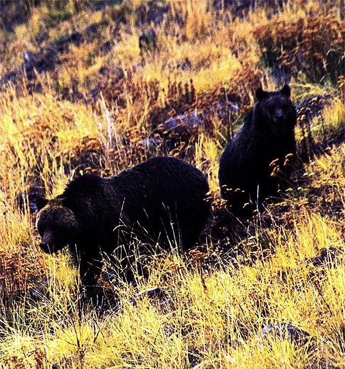 The grizzly bear is the sheer essence of wildness - a condition that has ceased to exist in most of the American West. Photo by C.R. Preston.