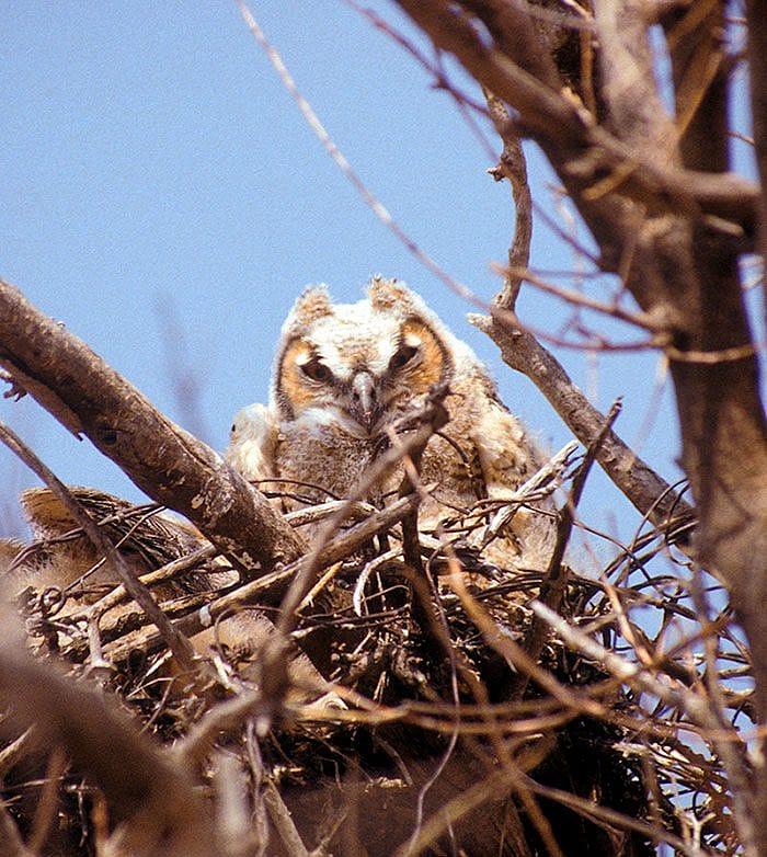 This young great horned owl will be out of the nest well before summer arrives in Yellowstone Country. Photo by C.R. Preston.