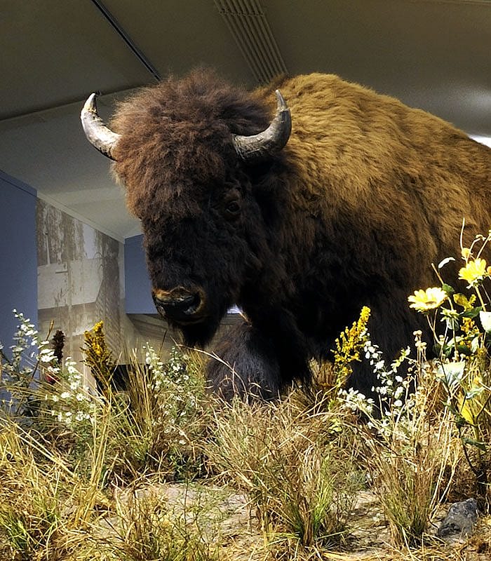 A Treasure from Our West: American bison. DRA.305.89