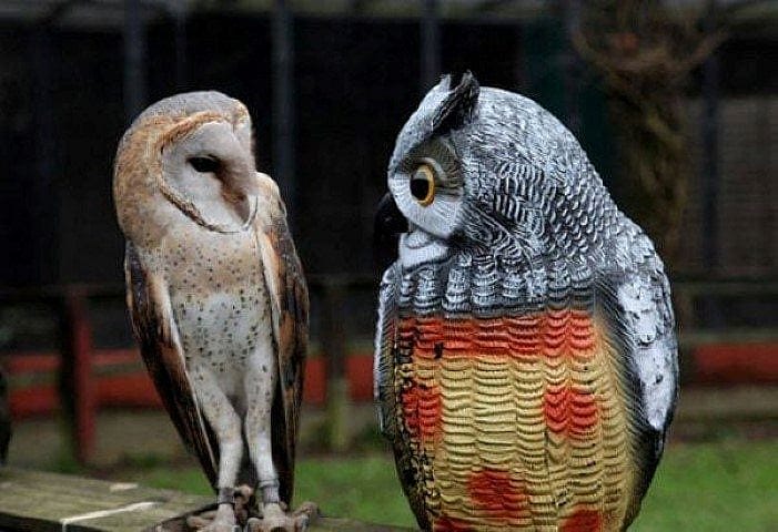 Barn owl looking at fake owl. Shows two different owls in a n
humorous way.