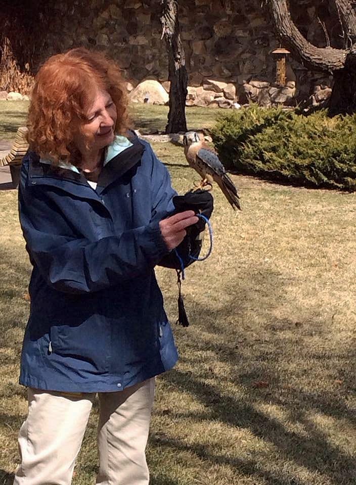 Here I am with Salem, our male American kestrel.