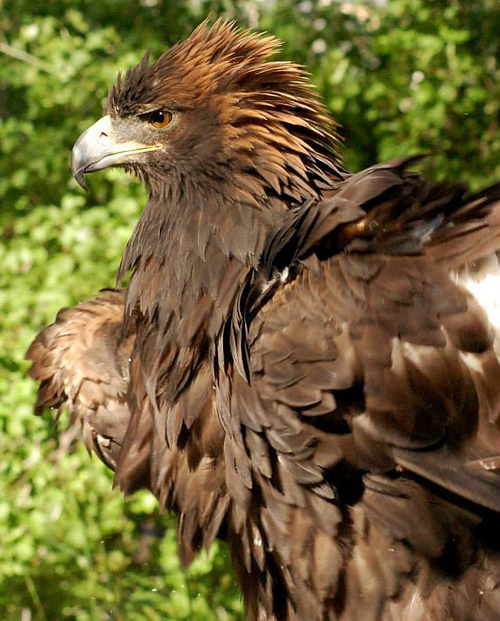 Golden eagle with feathers raised in a rouse to demonstrate what this looks like.
