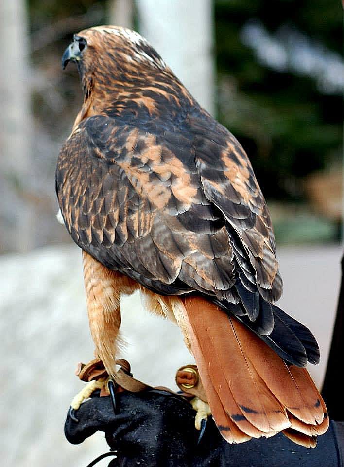 Isham, our red-tailed hawk, educates people at the Draper Museum Raptor Experience.