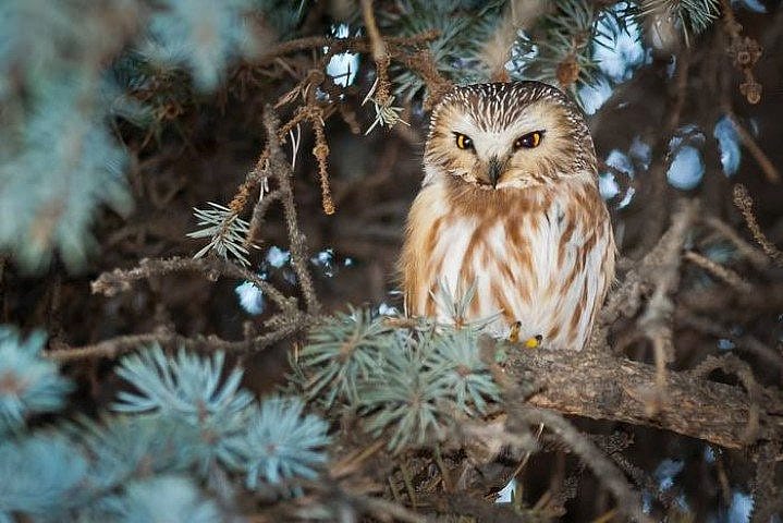 Saw-whet Owl by Kathleen Bowman demonstrates their appearance.