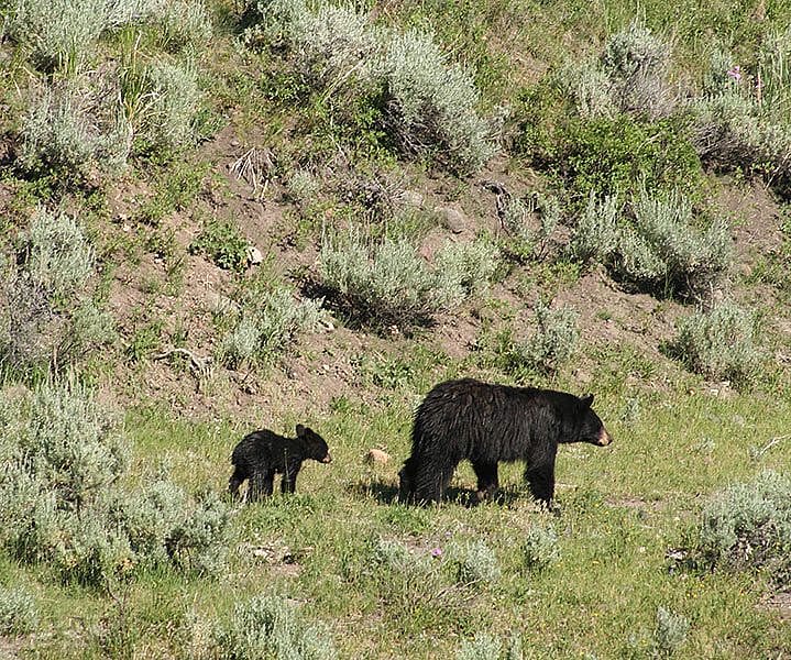 You may see grizzly or black bears in Yellowstone National Park, like this black bear mother and cub.