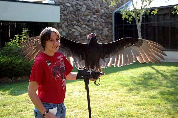 Suli and Sarah putting on a show for the crowd at the Center of the West Greater Yellowstone Raptor Experience