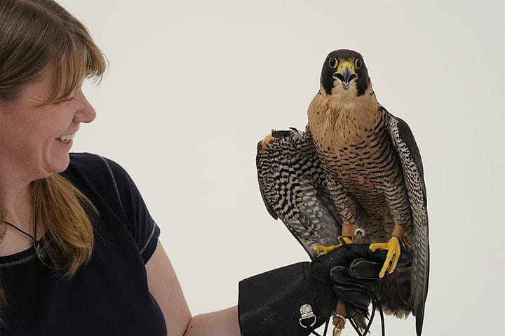 Me enjoying the best job ever, working with our birds