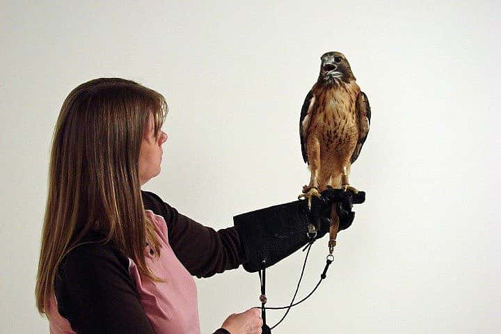 Melissa wearing a medium-sized glove with our red-tailed hawk, Isham.