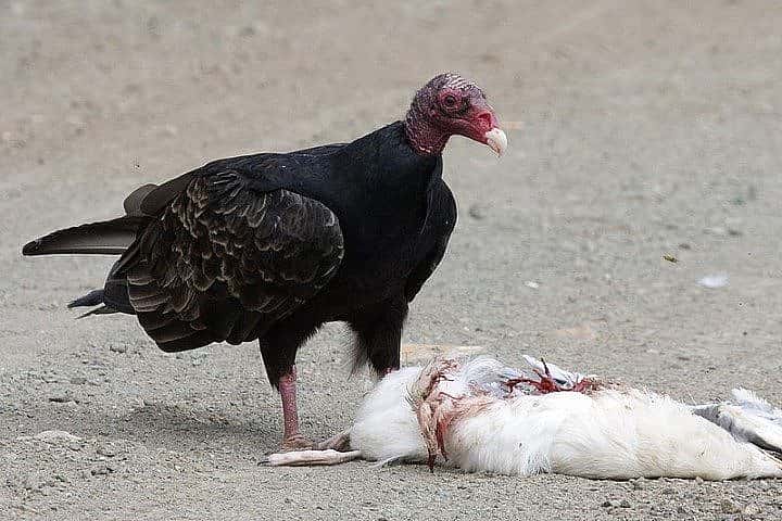 Turkey vulture with a gull carcass it has found.