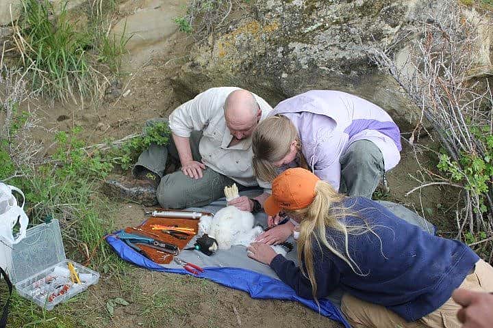 Draper Museum staff collect a blood sample from a golden eagle chick before returning it to its nest.