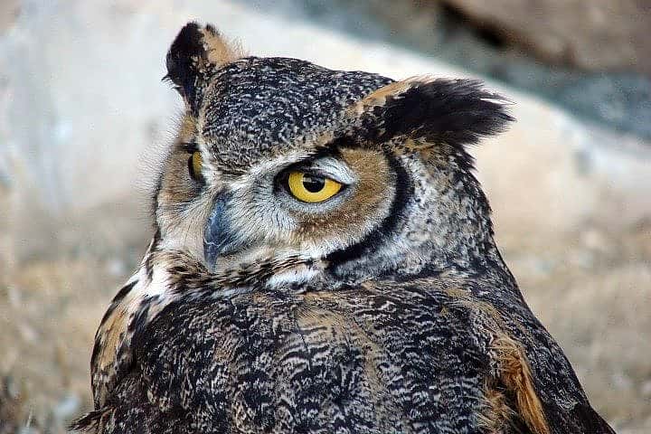 Teasdale, Our Great Horned Owl.