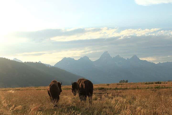 Two bison grazing in a golden field at Mormon Row, with the Grand Tetons towering in the background under a sky with soft, diffused sunlight.