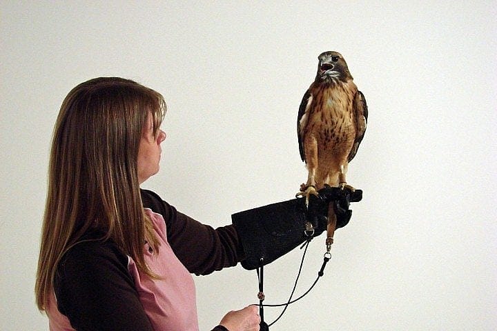 Melissa wearing a medium-sized glove with our red-tailed hawk, Isham.