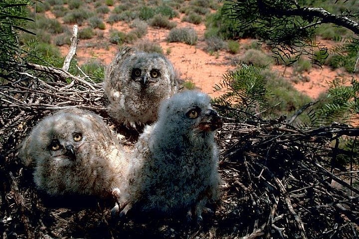 Great horned owl chicks waiting to be fed