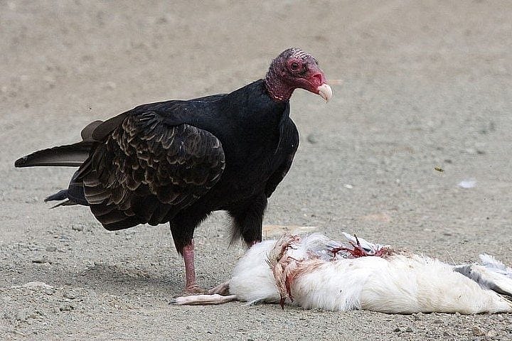 Turkey vulture with a gull carcass it has found.