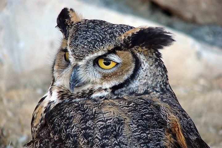 Teasdale, Our Great Horned Owl.