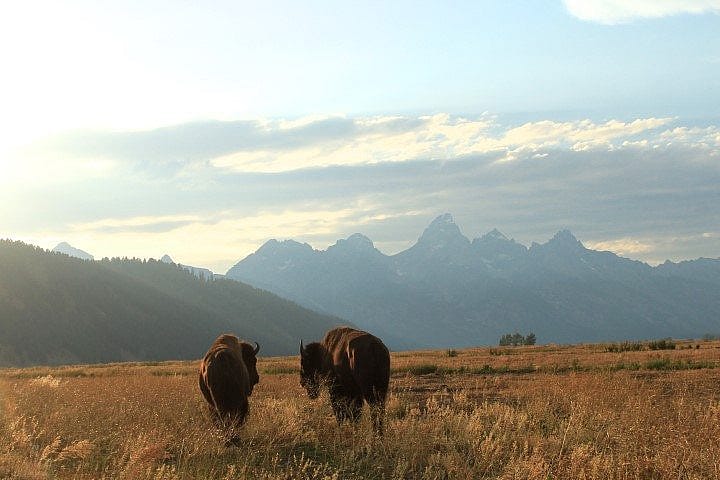 Two bison grazing in a golden field at Mormon Row, with the Grand Tetons towering in the background under a sky with soft, diffused sunlight.
