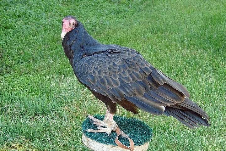 Suli the Turkey Vulture