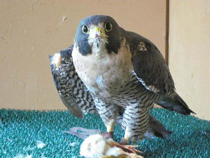 Sometimes Haya actually bothers to pluck the feathers first.