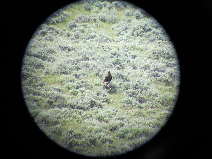 An Eagle through a telephoto lens in the Bighorn Basin.