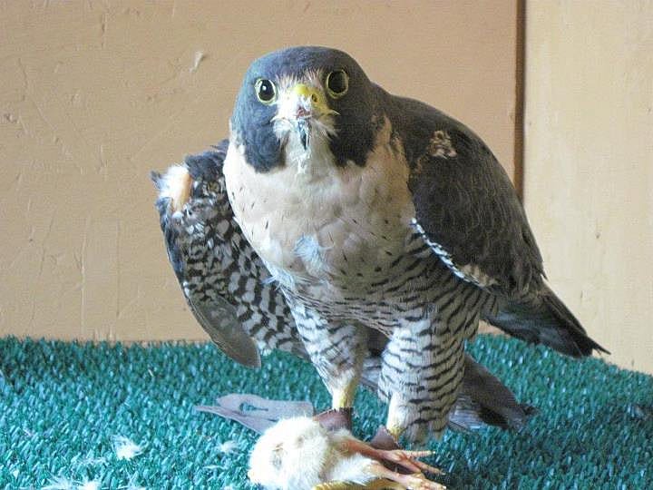 Sometimes Haya actually bothers to pluck the feathers first.