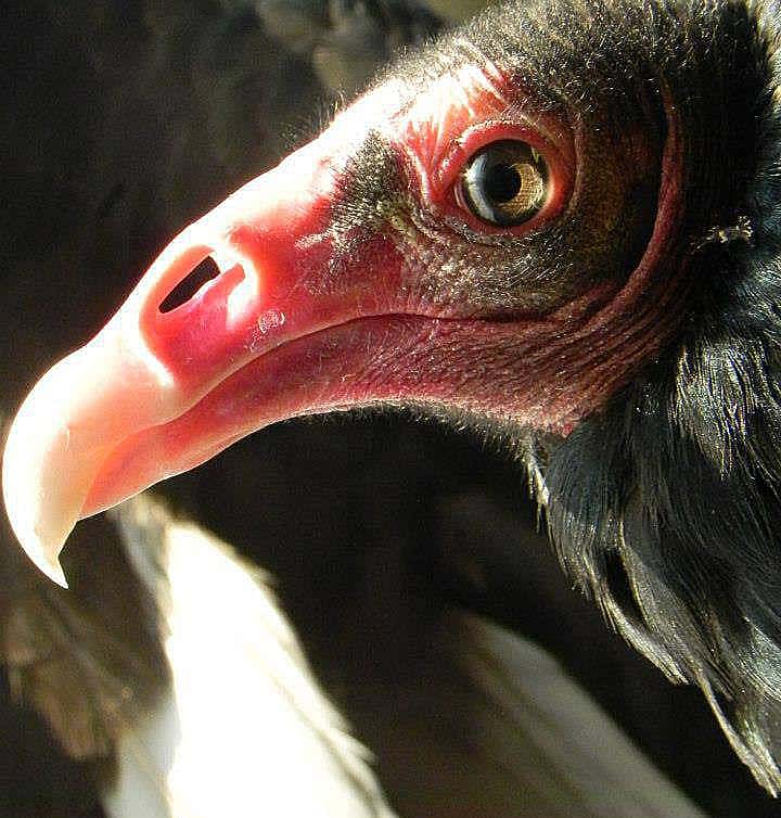 Photo illustrates the section about what a Turkey Vulture's nostril are really like. 
