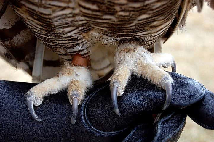 Close up of Teasdale's feet atop one of our gloves. You can see why we wear them.
