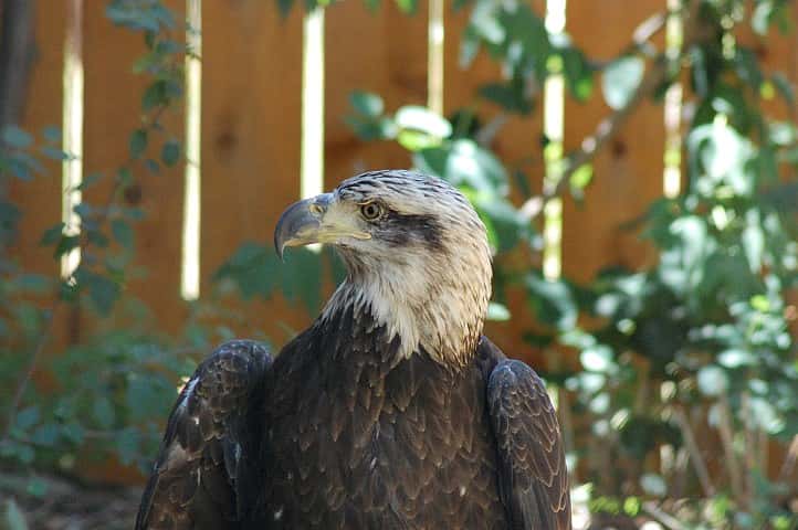 Jade, showing a typical 3-year-old bald eagle's "dirty" head and mostly black beak.