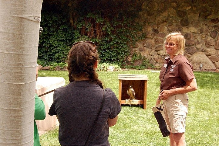 Red-tailed hawk and handler.