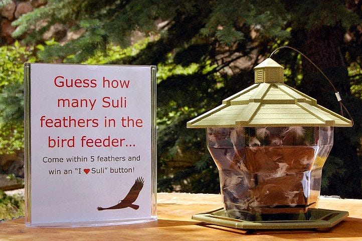Bird feeder filled with turkey vulture feathers.