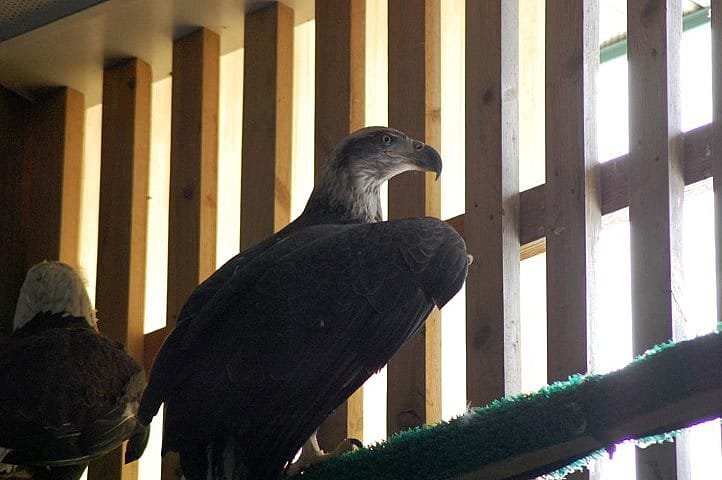 Bald eagle sitting near a window at a rehab facility