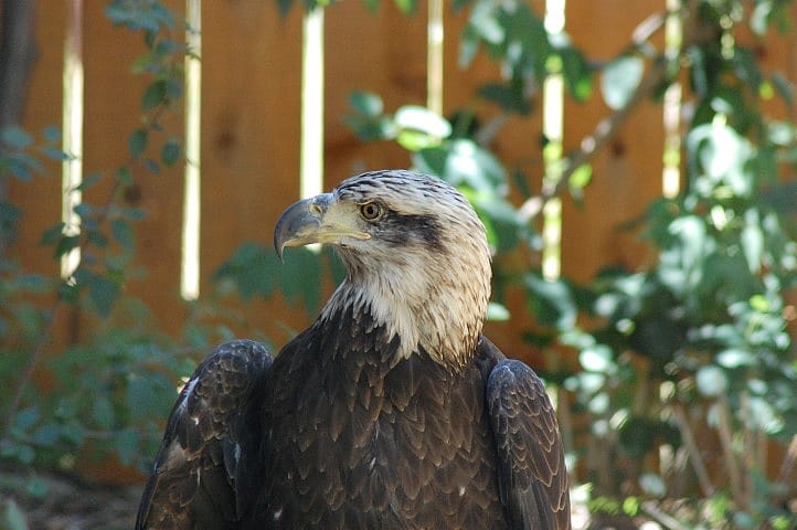 Jade, showing a typical 3-year-old bald eagle's "dirty" head and mostly black beak.