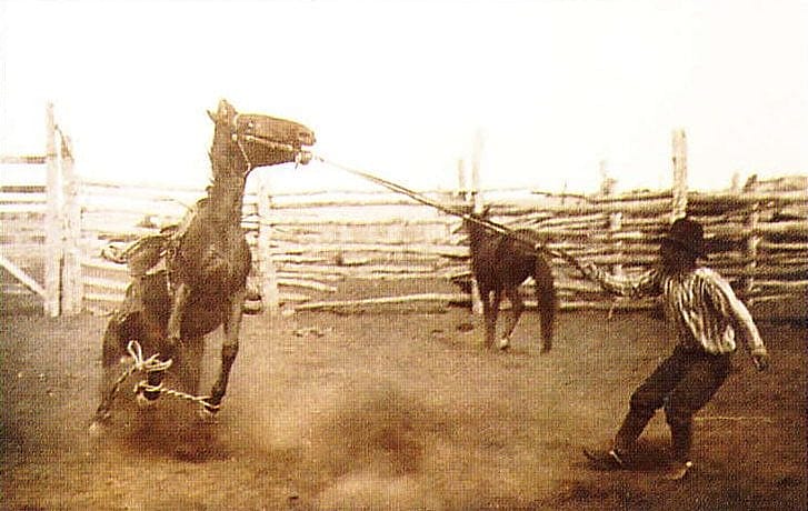 L.A. Huffman (1854-1931). Bronco Cross-Hobbled and Saddled, undated. MS 100 L.A. Huffman Collection.