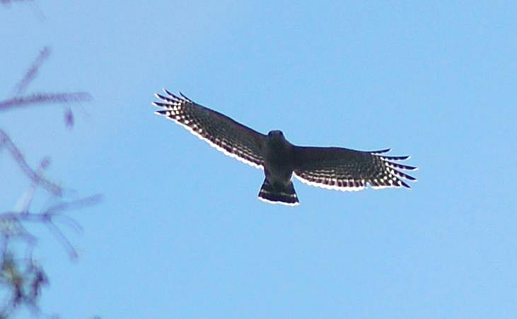 Red-shouldered Hawk
