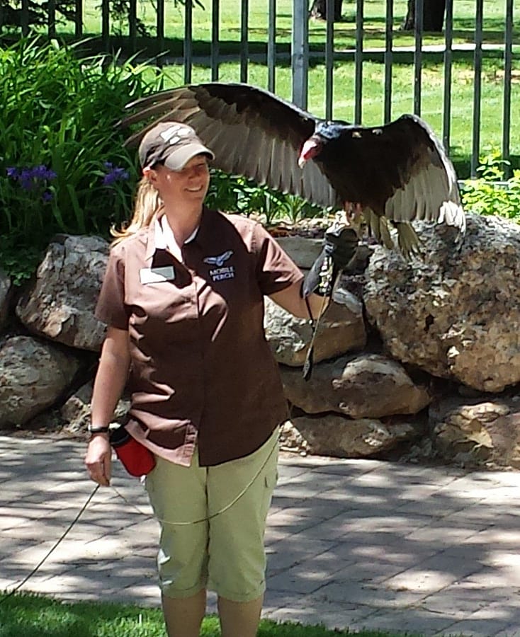 Suli the turkey vulture in action during the Draper Museum Raptor Experience