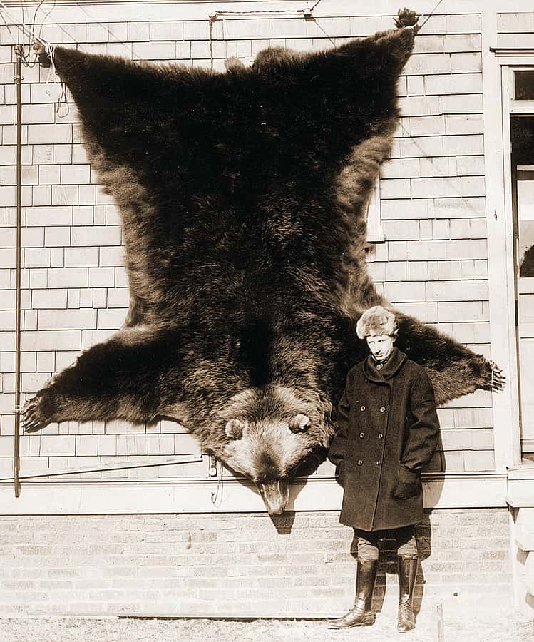 Fig. 7: The grizzly's hide. MS 305 Harold McCracken Photograph Collection, McCracken Research Library. P516.