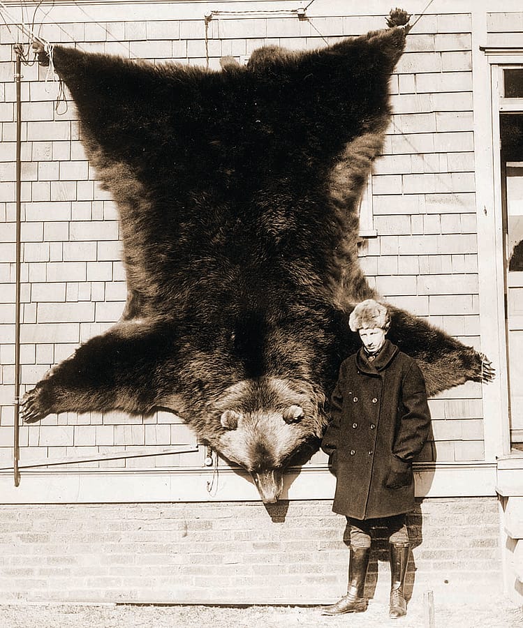 Fig. 7: The grizzly's hide. MS 305 Harold McCracken Photograph Collection, McCracken Research Library. P516.