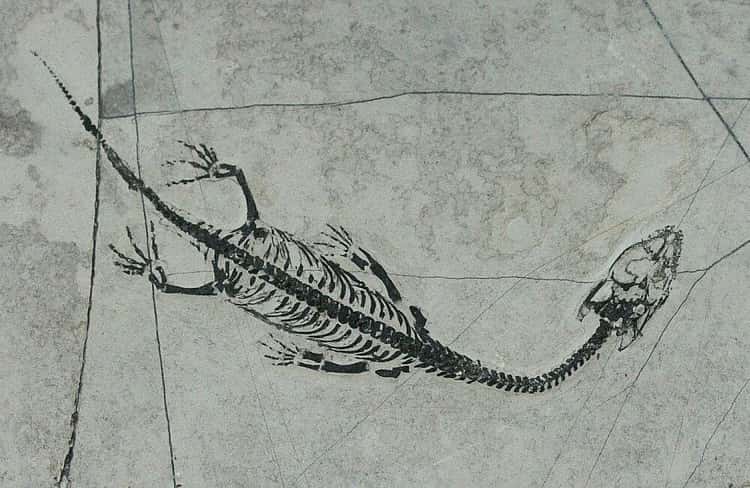 Keichousaurus
