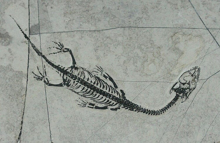 Keichousaurus