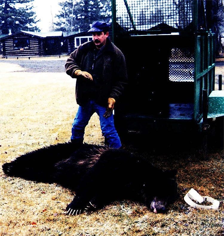 Wyoming Game & Fish Bear Management Officer Mark Bruscino stands over a sleeping grizzly trapped at the 7-D Ranch this fall. Photo by Valarie Hamm.