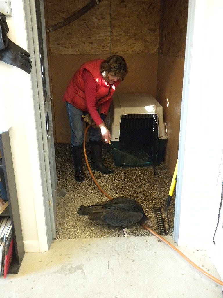 Suli helping Rose clean her "winter mew" at the Buffalo Bill Center of the West