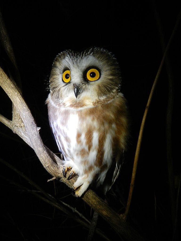 An Adult Saw-whet Owl Perched On a Branch At Night
