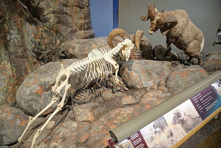 Bighorn sheep