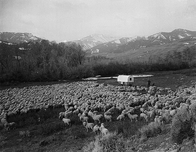 Charles J. Belden (1887 โ 1966). Hohn Piper at Francs Fork with flock of sheep. Black and white glass plate negative. MS 3 Charles Belden Collection. P.67.421